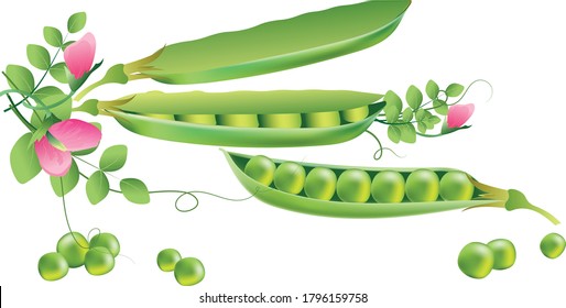 Open and one closed pods of green peas with leaves and flowers isolated on white background. Vector illustration for design.