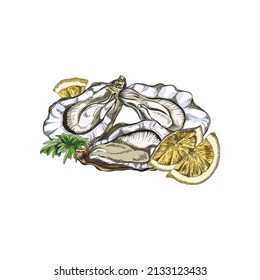 Open oyster shells with lemon, vintage style hand drawn engraving vector illustration isolated on white background. Seafood restaurant delicious meal of oysters.