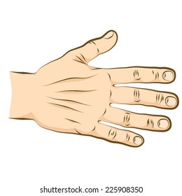 Open palm with fingers spread backside. Realistic human hand colored version.