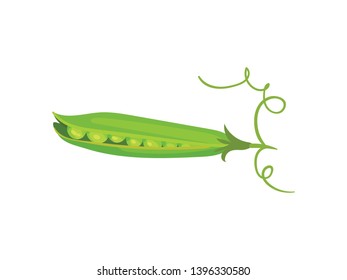 Open pea pod on stalk. Vector illustration on white background.
