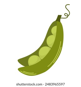 Open pea pod with ripe green beans. Composition of organic vegetable with seeds. Fresh healthy food. Icon of farm crop. Flat vector illustration isolated on white background