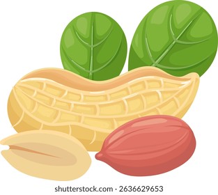 Open peanut shell revealing two nuts and two green leaves showing the inside of the shell and the nuts inside, isolated on white background