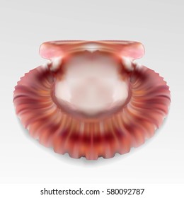 Open pearl sea shell on white background. Jewelry gemstones. Vector Illustration for your design and business.