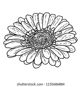 Open Petals Daisy Head Flower. Floral Botany Drawings. Black And White Line Art. Vector.