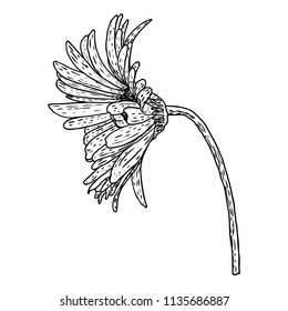 Open petals daisy head flower. Floral Botany drawings. Black and white line art. Vector.
