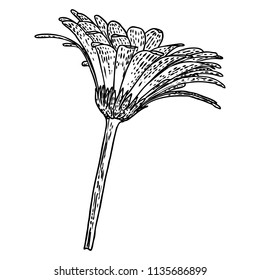 Open petals daisy head flower. Floral Botany drawings. Black and white line art. Vector.