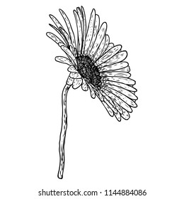 Los pétalos abiertos marean la flor de la cabeza. Dibujos de Floral Botany. Arte de línea blanca y negra. Vector.