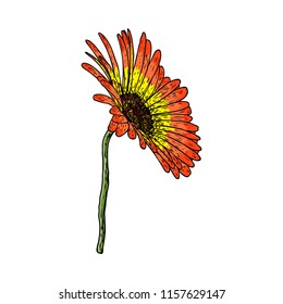 Open petals daisy head flower. Floral Botany drawings. Color line art. Vector.