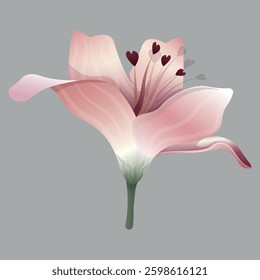 open pink beautiful delicate isolated flower lily 