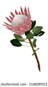 Open Pink Protea