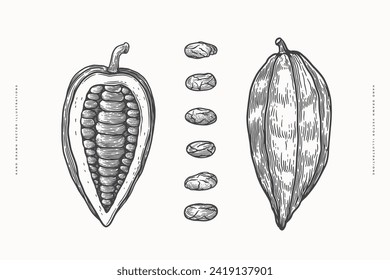 Offener Kakaobohnenstopp im Gravierstil. Handgezeichnete Pflanze zur Schokoladenherstellung. Das Konzept der ökologischen Lebensmittel. Vektorgrafik von Vintage.