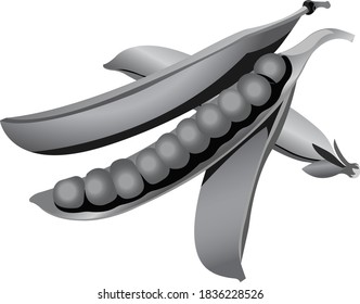 An open pod of green peas with peas. Grayscale image of food. Vector illustration isolated on white background.