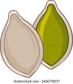 Semilla de calabaza abierta, ilustración, vector sobre fondo blanco