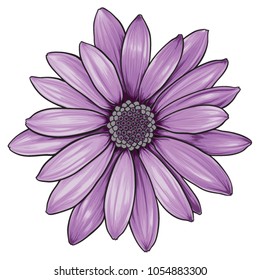 Open purple daisy vector flower.