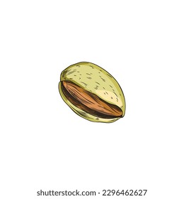 Open shell of almond with nut inside, hand drawn sketch vector illustration isolated on white background. Design element for almond snacks and oil packs.