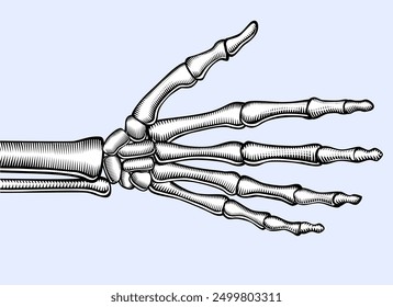 Open skeleton palm hand. Drawing in black and white vintage engraving style. Vector illustration