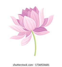 Open Tender Lotus Flower Bud on Leaf Stalk Vector Illustration