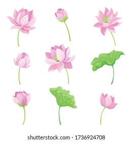 Open Tender Lotus Flower Bud on Leaf Stalk Vector Set