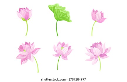 Open Tender Lotus Flower Bud on Leaf Stalk Vector Set