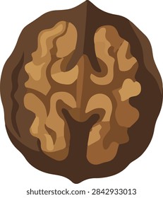 Open Walnut and Cracked Nut Kernel Vector Icon Illustration Isolated on White Background