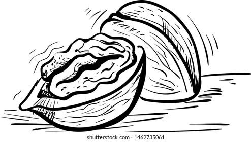 Open walnut drawing, illustration, vector on white background