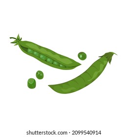 Open and whole closed pea pod and single peases set. Vector element on white background for cooking ingredients illustration, organic and farm product label design