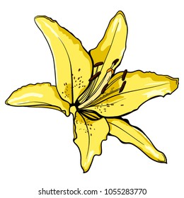 
Open yellow tiger lily flower vector illustration.