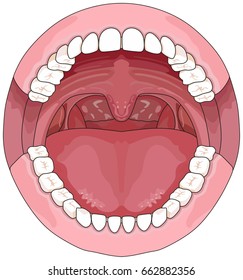 Opened Adult Mouth infographic diagram including upper and lower jaw with permanent teeth for medical science education and health care dental concept