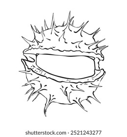 Opened chestnut fruit in linear style. Vector illustration.