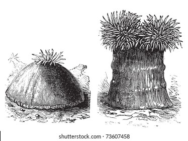 Opened and close sea anemone old engraved illustration. Sea anemones are a group of water-dwelling, predatory animals of the order Actiniaria.