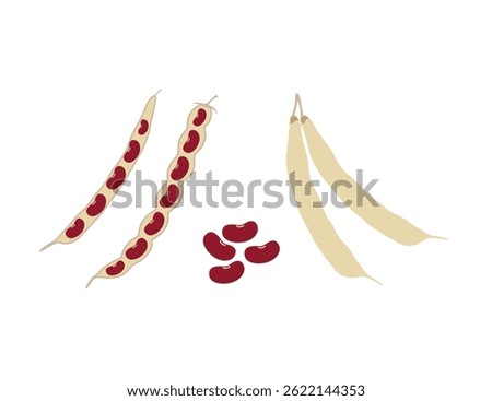 Opened and closed pods with visible kidney beans. ideal for agricultural, botanical, and organic food themes. Perfect for use in farm product labels, healthy eating concepts, educational materials, an