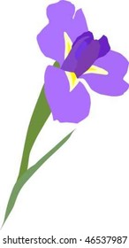 opened iris flower illustration