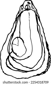 Opened oyster black and white vector illustration isolated on a white background.