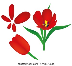 Opened red tulip and closed nearby. Separately, the tulip petals. Vector.
