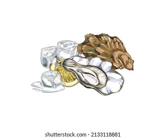 Opened seashell with oyster, ice cubes and lemon slice - sketch vector illustration isolated on white background. Delicious seafood serving, hand drawn food ingredients.