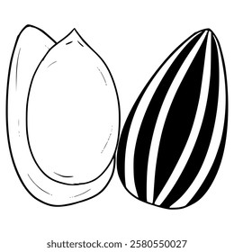 opened sunflower seed illustration hand drawn outline vector