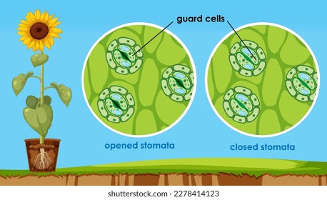 Apertura y cierre de la ilustración estomata