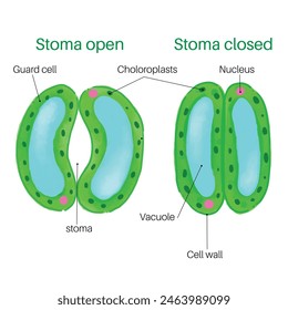La apertura y cierre de estomas. Plantas