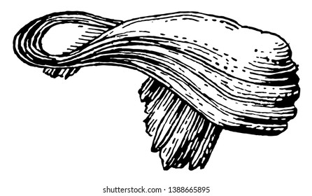 Operculum of Maclurites is an extinct genus of snails, vintage line drawing or engraving illustration.
