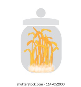 "Ophiocordyceps sinensis"  is a chinese mushroom that plant in a bottle glass. Mushroom that using for medicine.