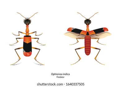 Ophionea indica object vector on white background.isolated
