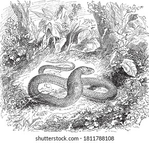 Ophisaurus animal, From the Dictionary of Word and Things, 1888.