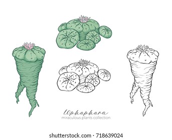 Ophophora plant. Colored and outline set stockvector illustratio