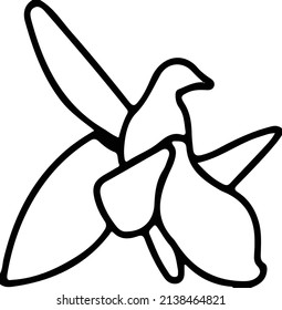 Ophrys caucasica - The Flower of Karabakh, Khari Bulbul vector icon linear, modern and minimalist style