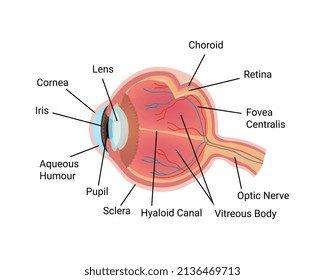 Composición de prueba oftálmica de cuidado ocular con imagen aislada de ojo anatómico con subtítulos de texto ilustración vectorial