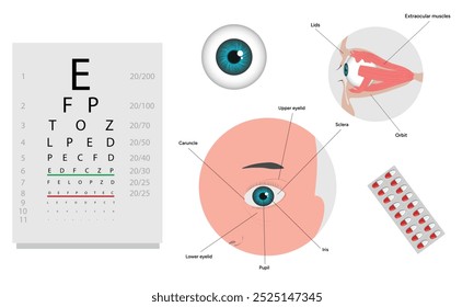 Oftalmología oculista conjunto de corrección de la visión Anatomía del ojo con tabla de examen 