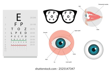 Oftalmología oculista conjunto de corrección de la visión Anatomía del ojo con tabla de examen 