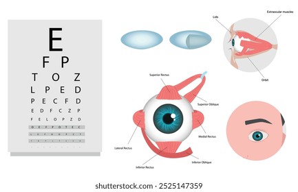 Oftalmología oculista conjunto de corrección de la visión Anatomía del ojo con tabla de examen 