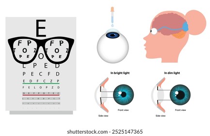 Oftalmología oculista conjunto de corrección de la visión Anatomía del ojo con tabla de examen 