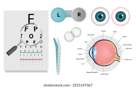 Oftalmología oculista conjunto de corrección de la visión Anatomía del ojo con tabla de examen 